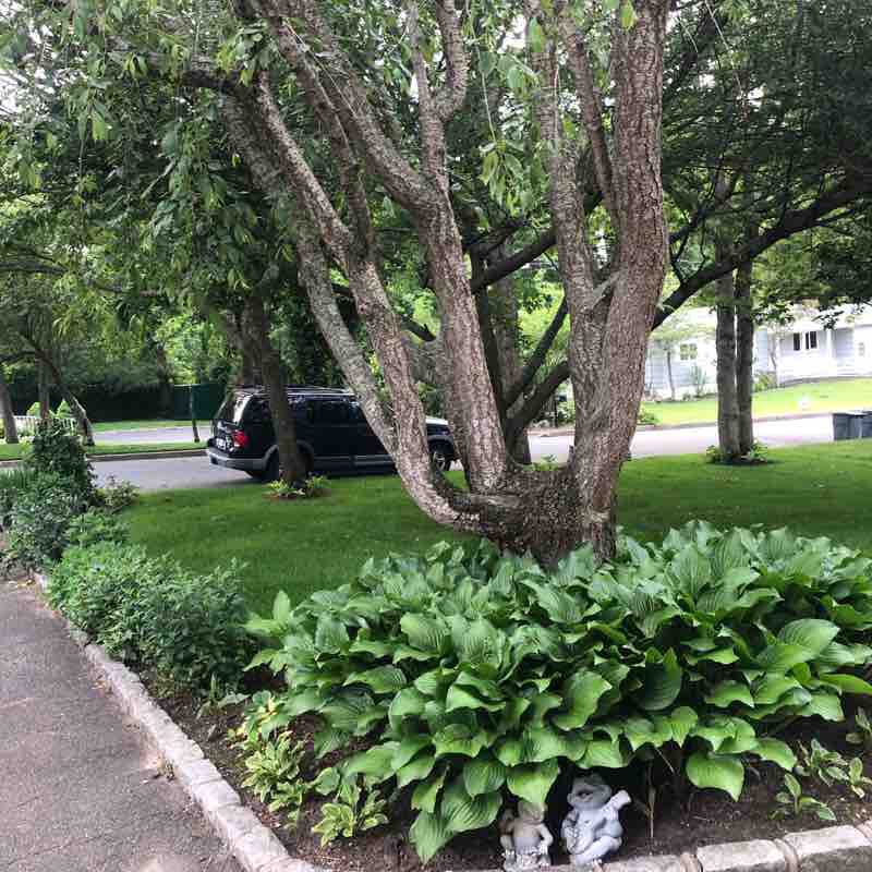 QUICK 7 walking route map in Ronkonkoma