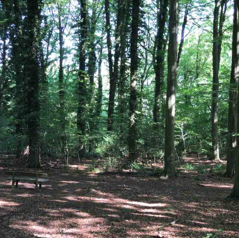 Chesham Wood walking route map in Amersham