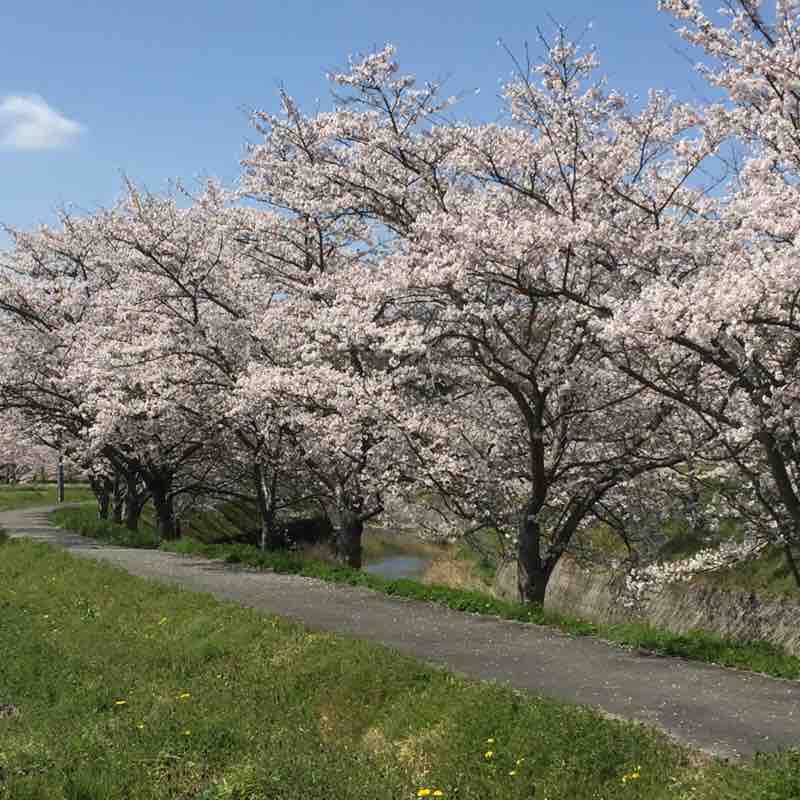 Radio gymnastics & walking walking route map in Toyonaka