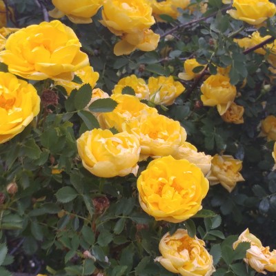 ♊️ KK1 🇺🇸 post 2