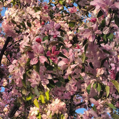 Dejected Raven🦮🚶 post 3