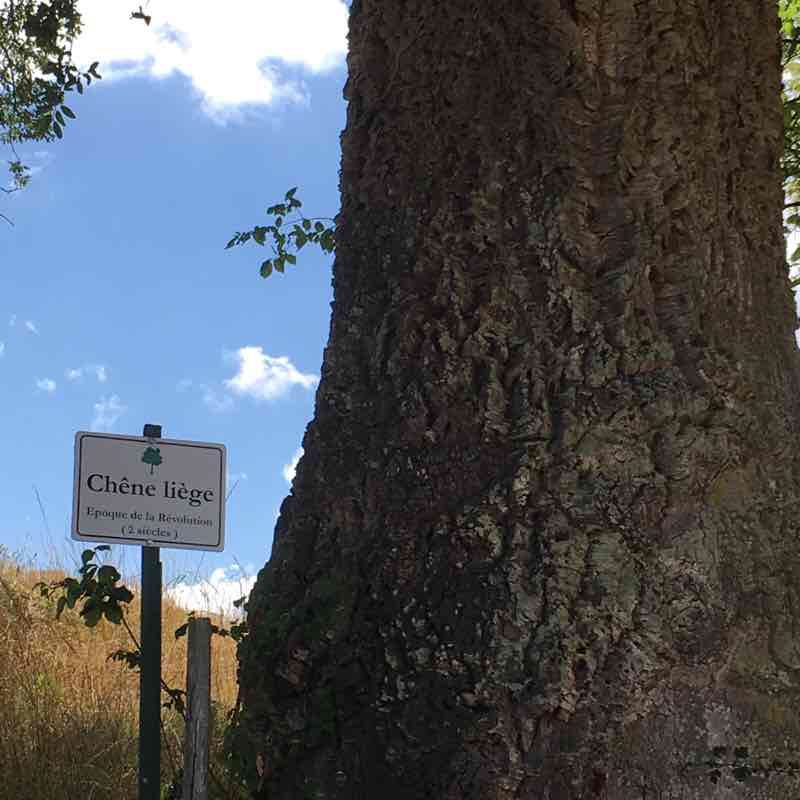 Circuit des Dontaines Montgaillard 82 walking route map in Lavit