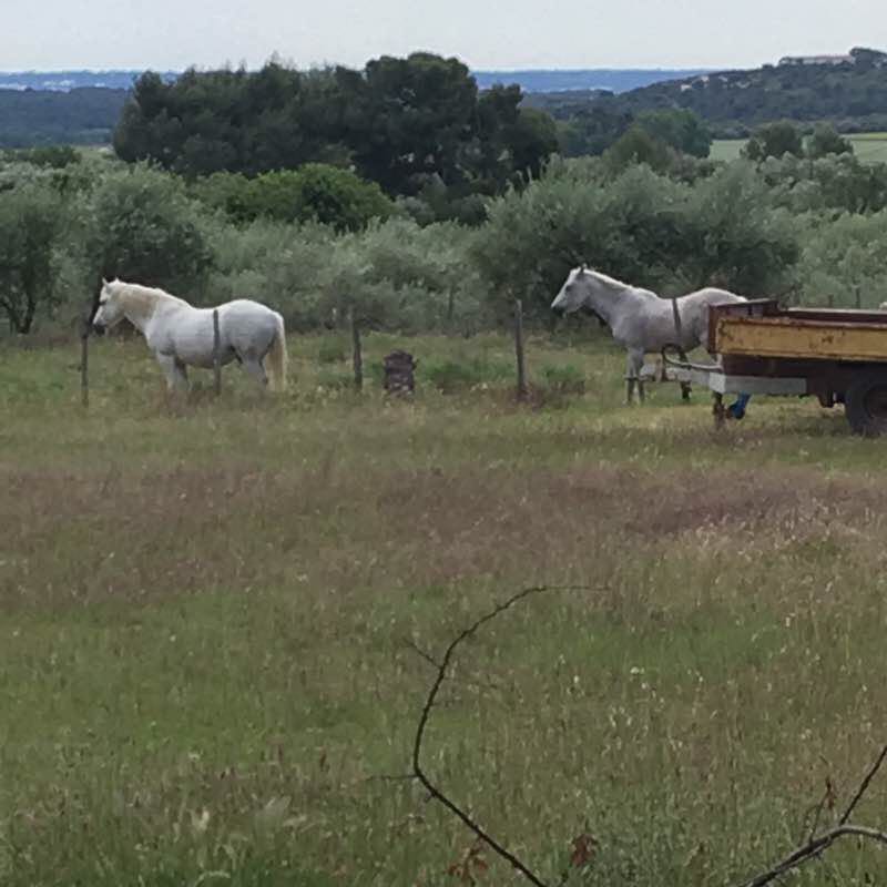 Congenies 30 walking route map in Congénies