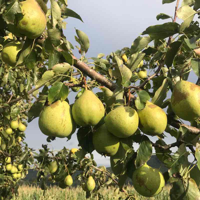 Jurassic Park: in and around Zeihen walking route map in Zeihen