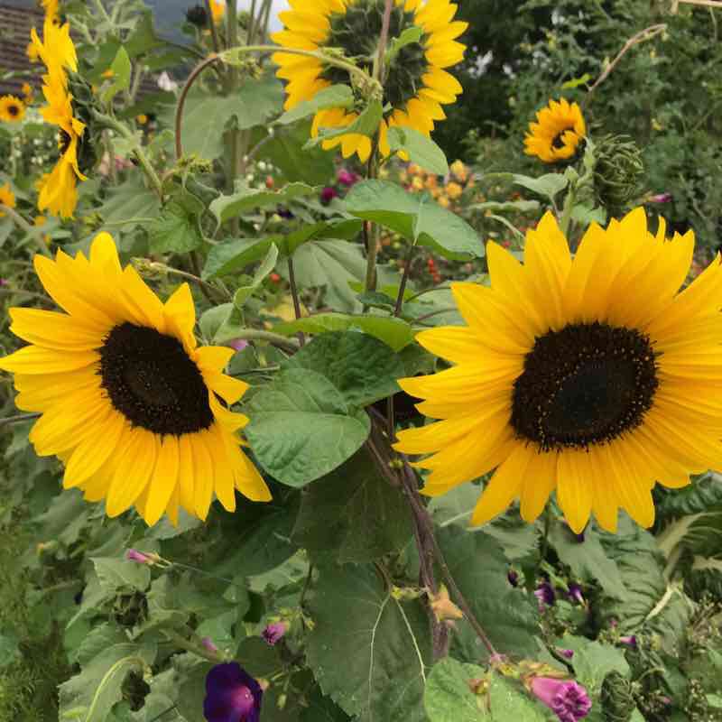 Herznach, a thriving village walking route map in Herznach-Ueken