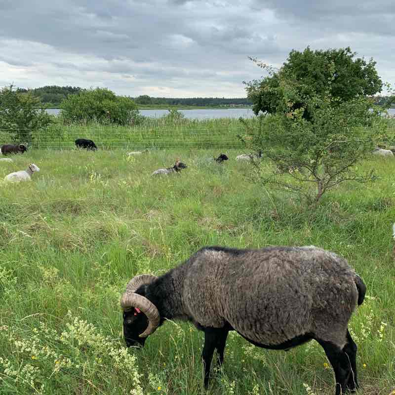Feisnecksee  walking route map in Waren (Müritz)