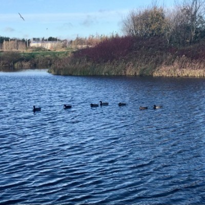 breda.c.murphy post 1