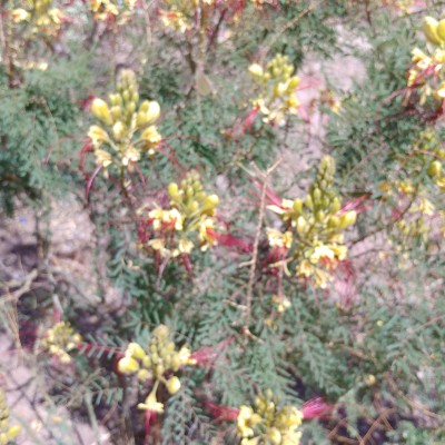 ♊️ KK1 🇺🇸 post 1