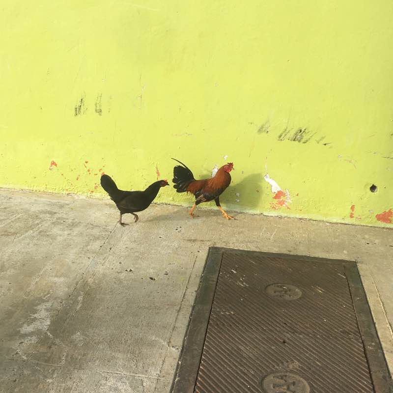 Island  walking route map in Culebra