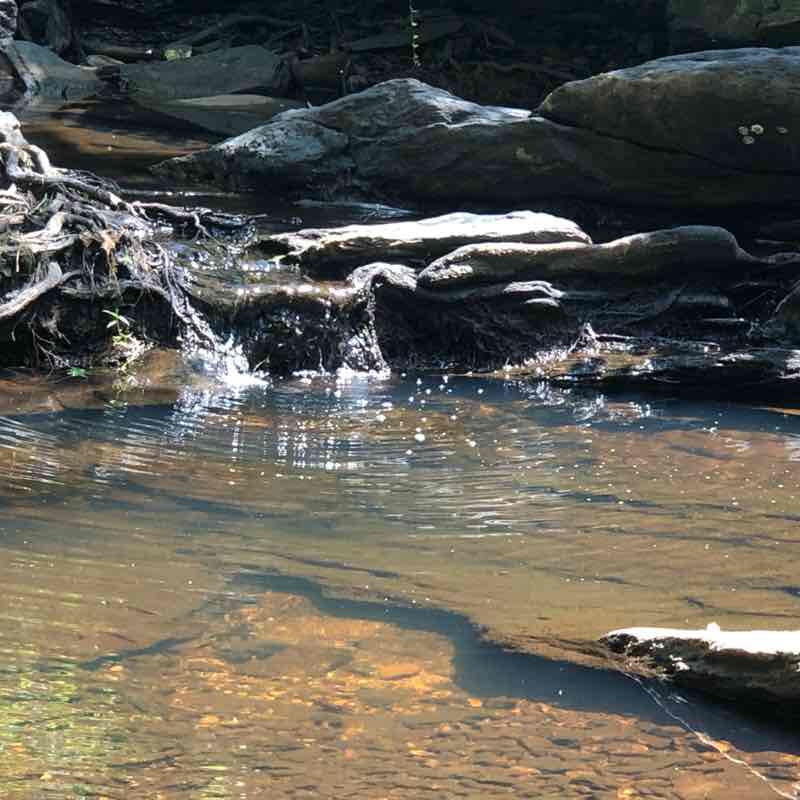 Scott lake/Pinhoit Trail walking route map in Talladega