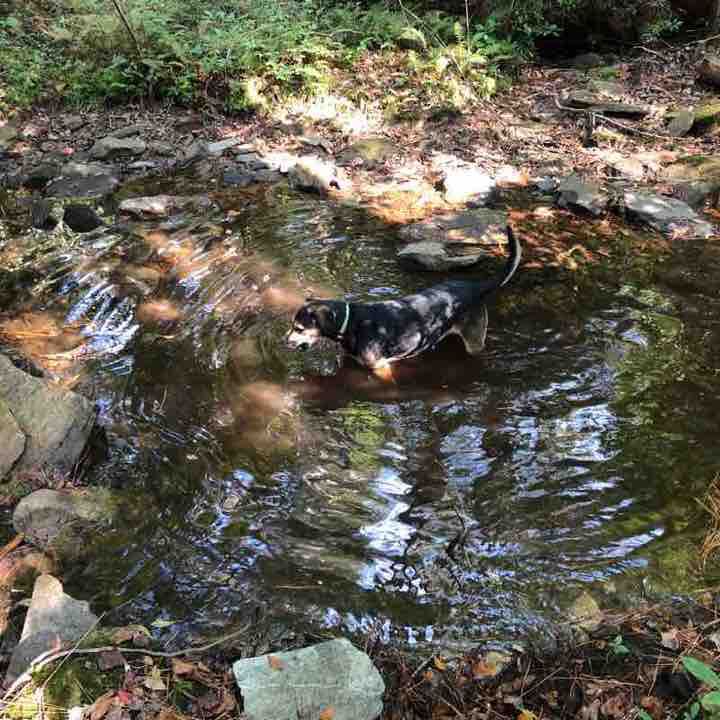 Nubbin Creek Trailhead walking route map in Lineville