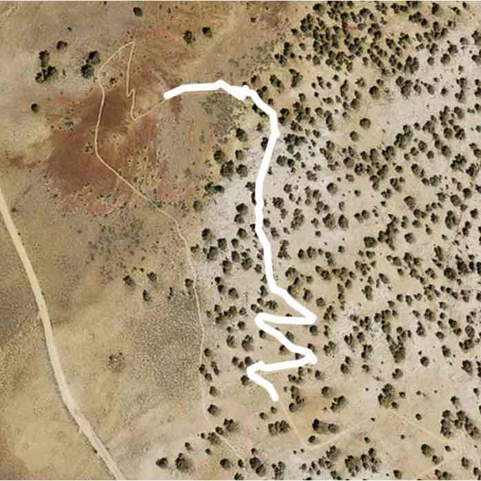 Ancient Bristlecone Forest