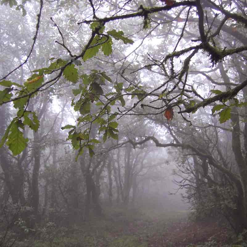 Mist forest walking route map in Algeciras