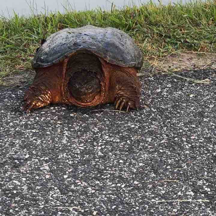 Saturday morning walk 🚶🏽‍♀️🚶🏽‍♀️