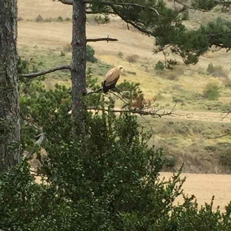 Collado del Perdón a Tres mugas for GR 220 walking route map in Astráin