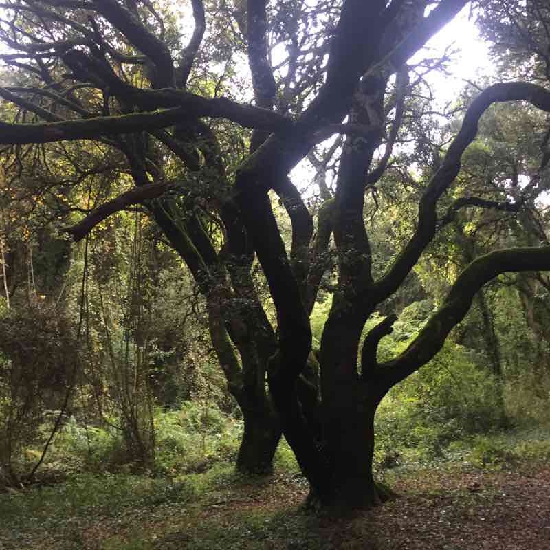 From Lete to Atondo on the GR 220 walking route map in Iza