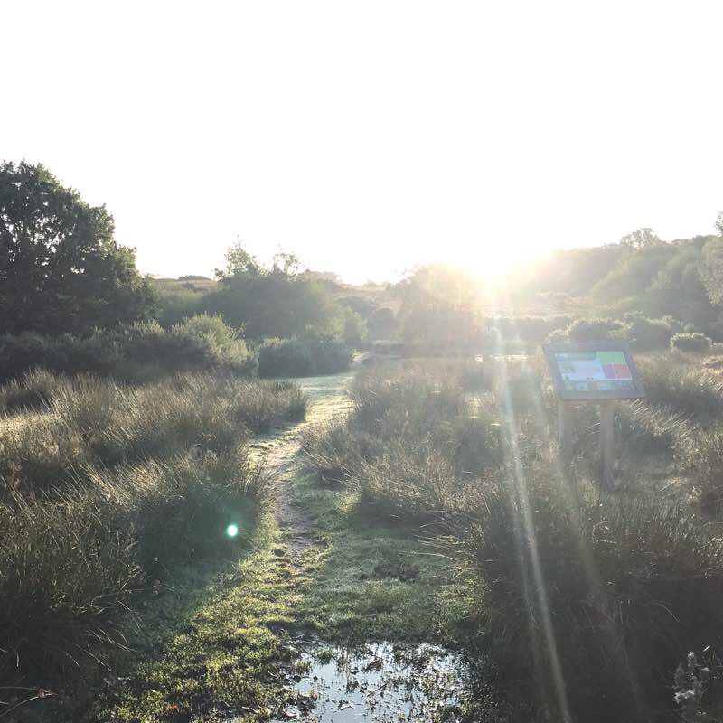 The 3 clumps, Ashdown Forest walking route map in Duddleswell