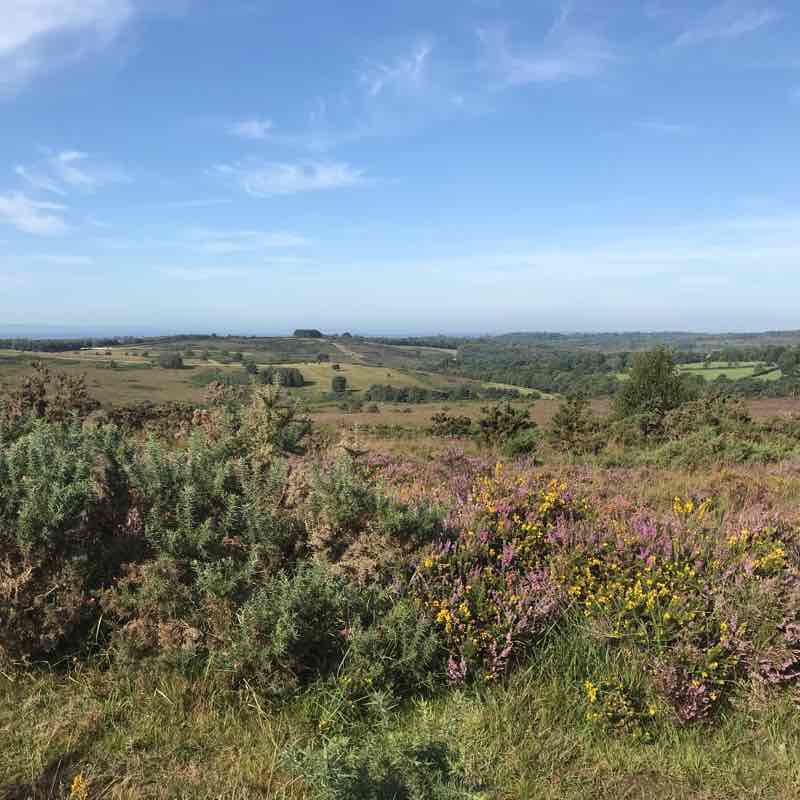 Kings standing loop, Ashdown Forest walking route map in Crowborough
