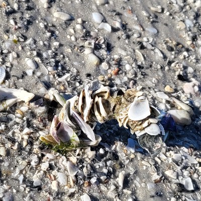 Ellie 2.0 🇬🇧🇯🇲🇺🇸 post 3