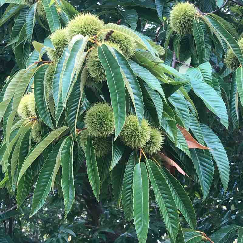 Hiking St pee on nivelles walking route map in Saint-Pée-sur-Nivelle