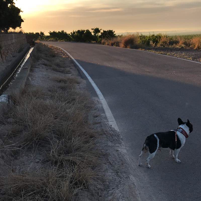 Cami del Poli, Bechi, Vilavella walking route map in Nules