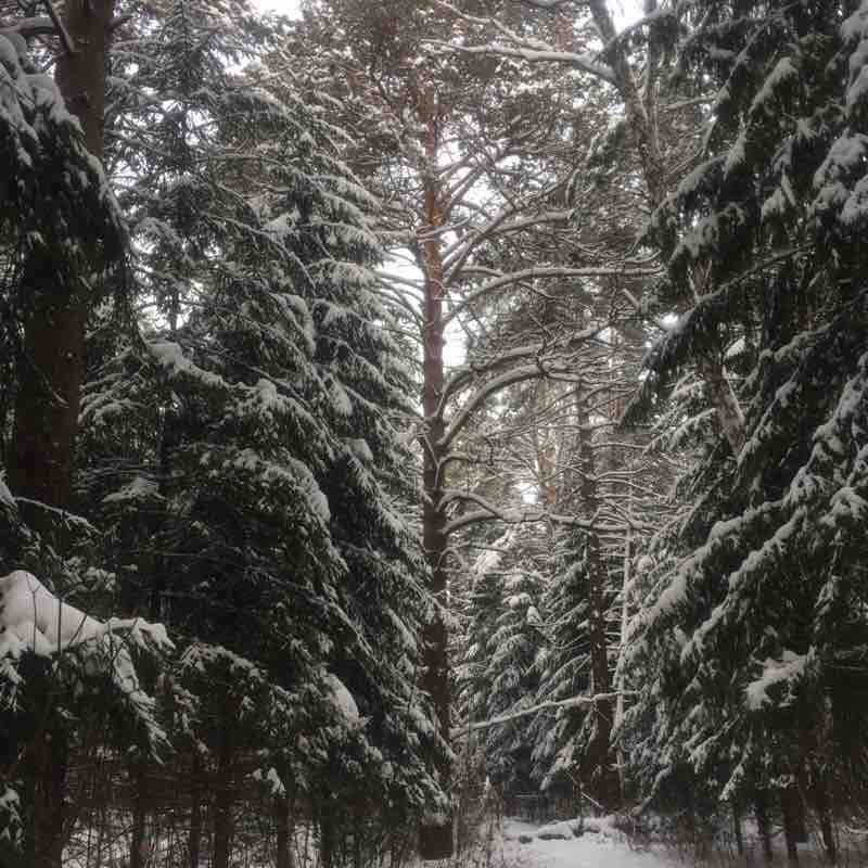 Old Rechkunovka walking route map in Berdsk