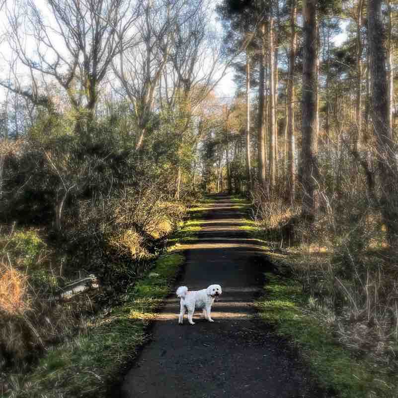 A serene forest stroll