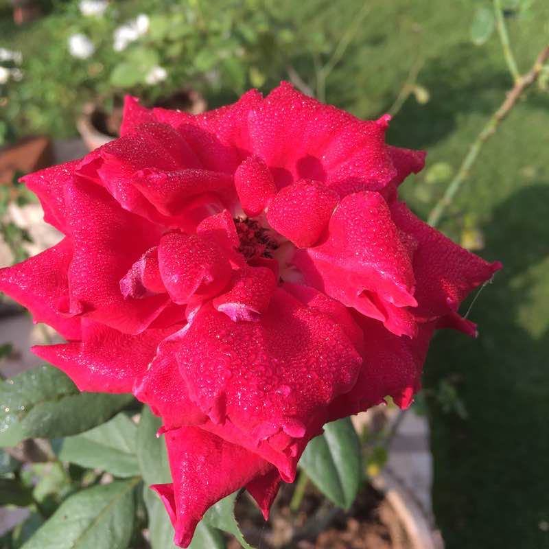 St. Augustine Tripuri 