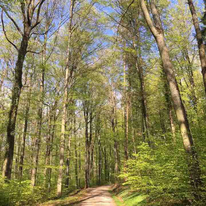 Hertinger Forest walking route map in Bad Bellingen