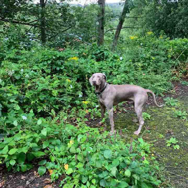 Chelburn reservoir and quarry walking route map in Littleborough