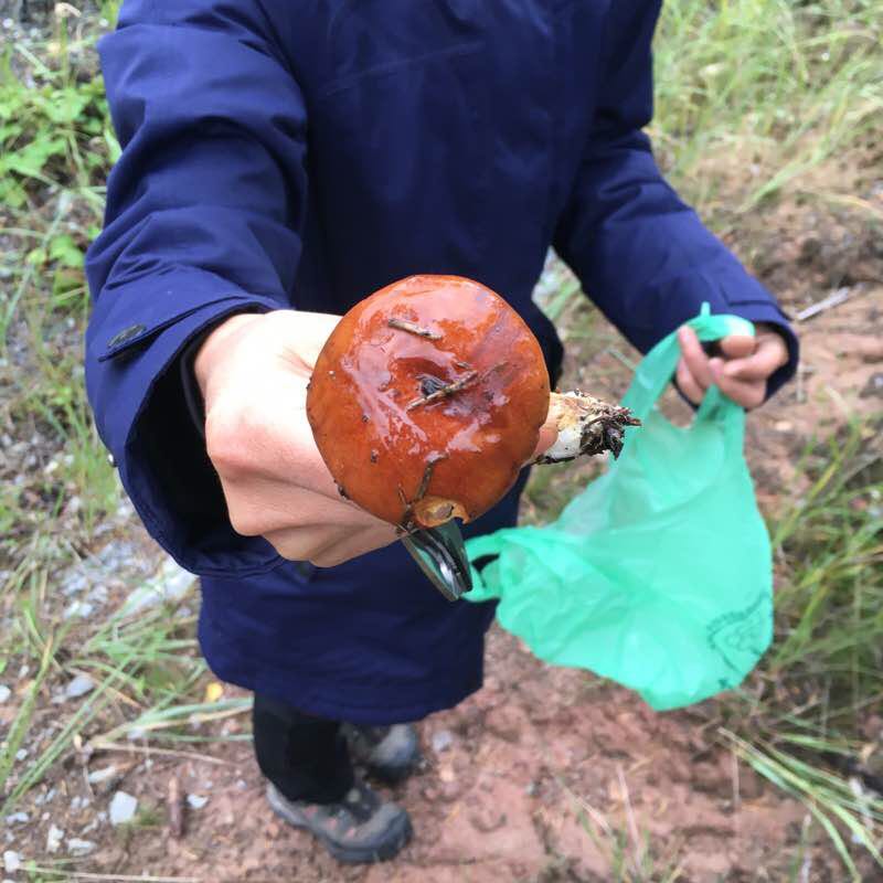 Pilzroute walking route map in Coburg