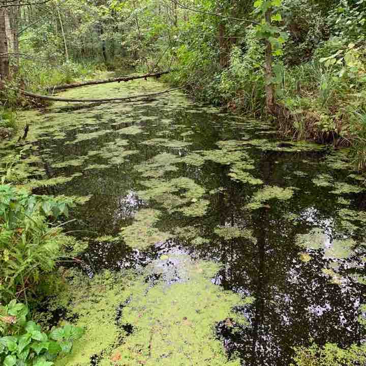 Sputnik Naroch walking route map in Narač