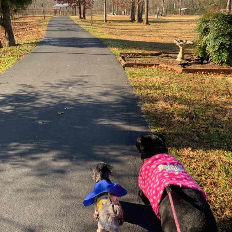 Moody - Nemo Dog Park walking route map in Pell City