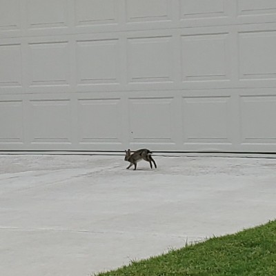 Lions-Betsy Hamilton post 2