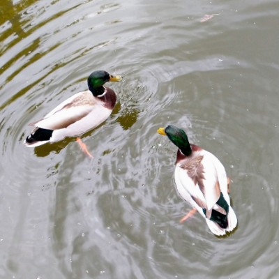 strawberryGirl post 3