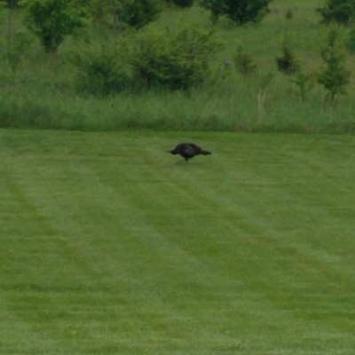 East Tennessee walking route map in Mosheim