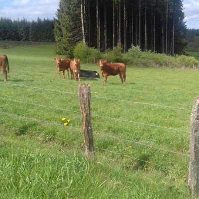 Bertrix walking route map in Bertrix