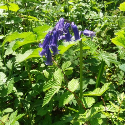 Gambglingay Wood walking route map in Waresley