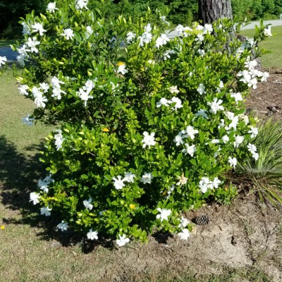 5 MILE LOOP walking route map in Social Circle