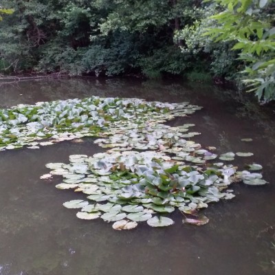 Frog trail Vedano Olona walking route map in Vedano Olona