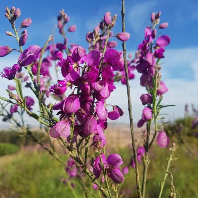 Tranquili-tea trail run/walk walking route map in Greytown