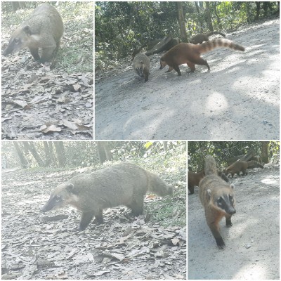 Tietê Ecological Park walking route map in Guarulhos