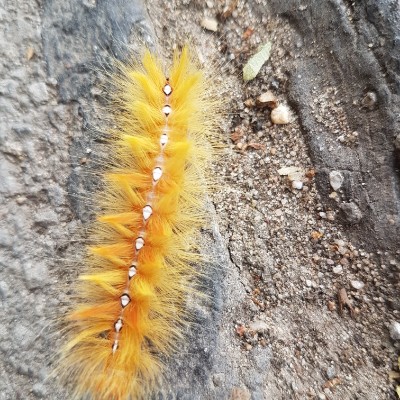 Route in Richrath walking route map in Langenfeld (Rheinland)