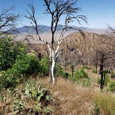 Great Basin Nat Park Osceola Ditch Trail walking route map in Baker