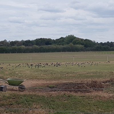 Waterski Langenfeld walking route map in Langenfeld (Rheinland)