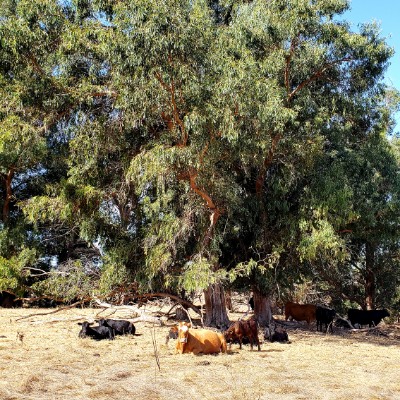 Brushy Peak Regional Park walking route map in Discovery Bay