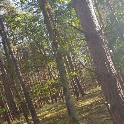 Small forest walk in Zirchow walking route map in Garz