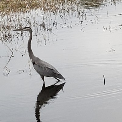 Ollie's Pond Park walking route map in Port Charlotte