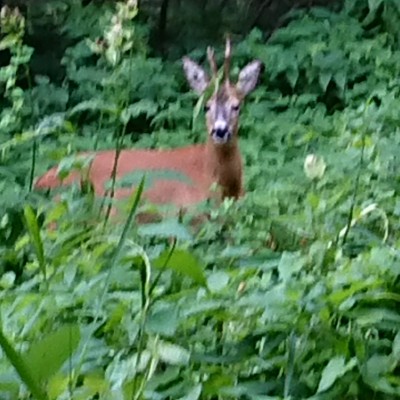 Hütter Wohld, small round about 2 ponds walking route map in Bartenshagen-Parkentin