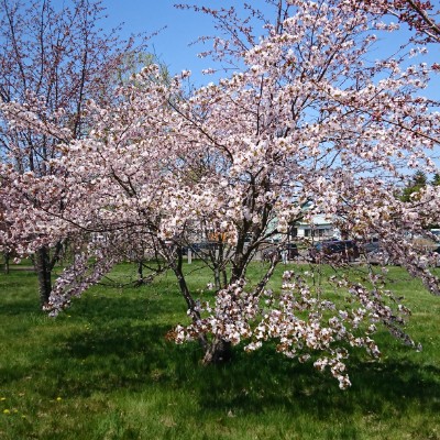Yanagimachi Park in full bloom walking route map in Kushiro
